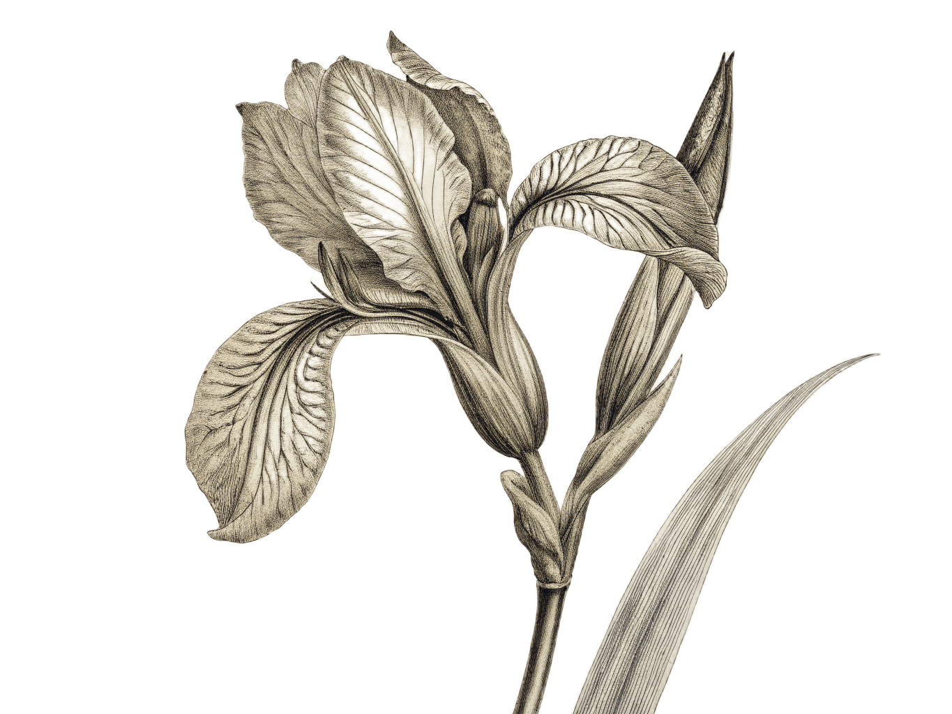 Iris en bouton