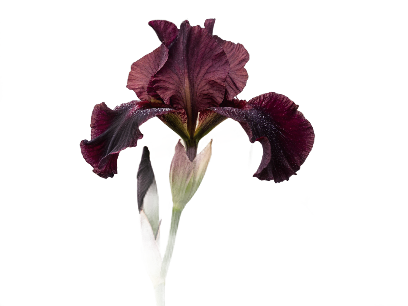 Illustration botanique : iris en pleine floraison