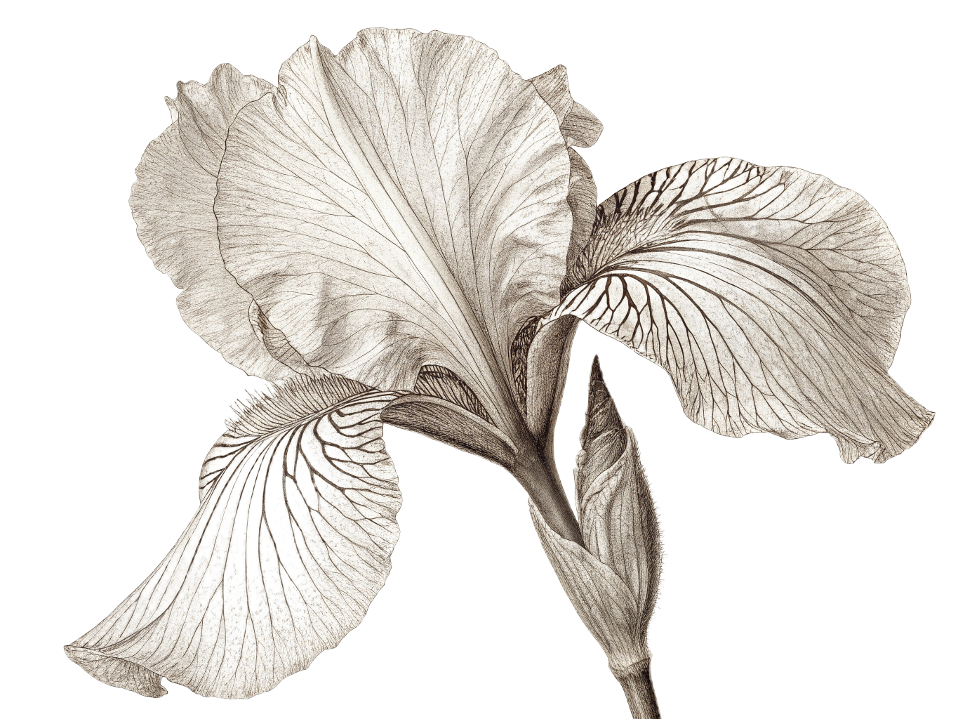 Iris minimaliste